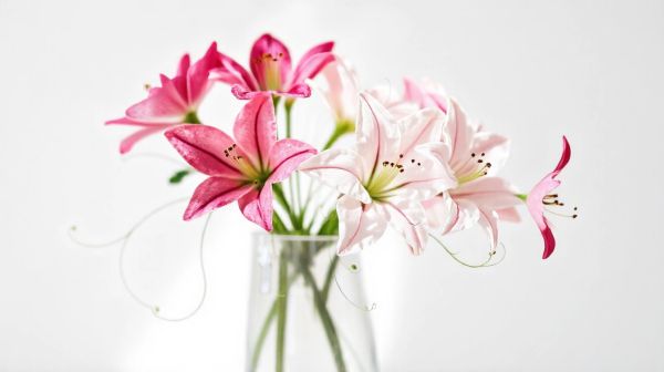 Top 5 options de fleurs premium en ligne pour votre boutique